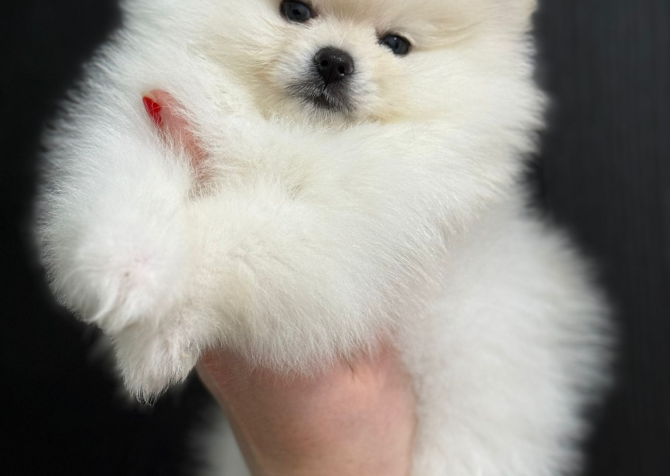 Yakışıklı Pomeranian